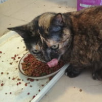 Feding Cat