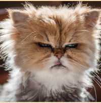Cat Mental Health