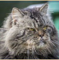 old cat