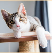 Cat Physical Health