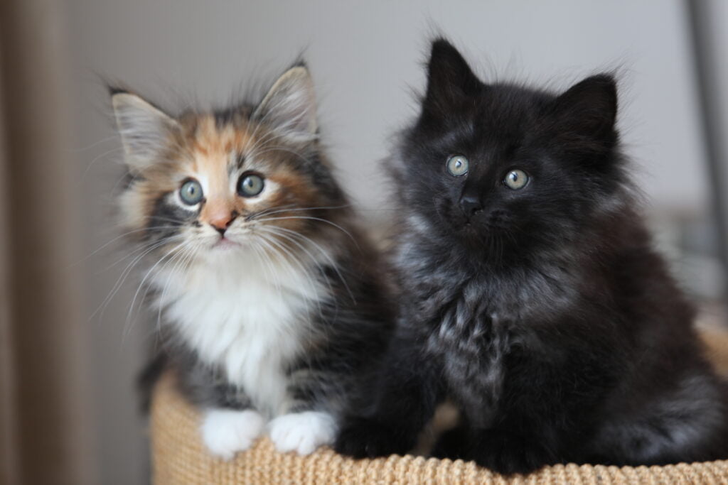 2 little kittens