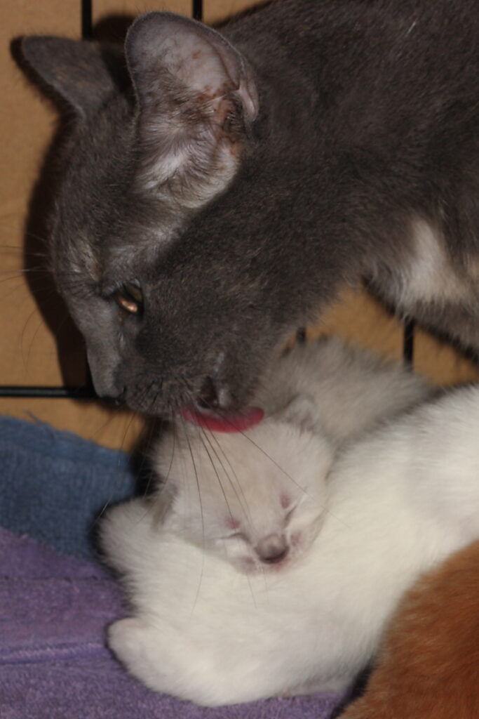 kitten being cleaned