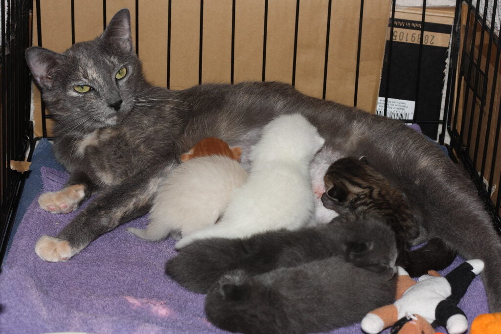 kittens and mum