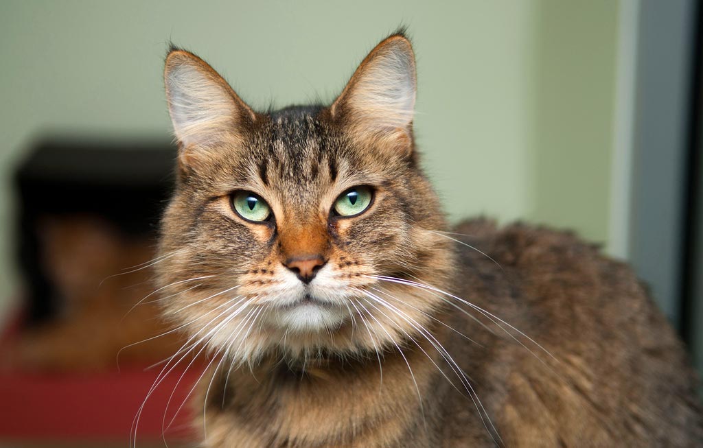 cat