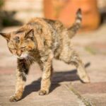 old cat