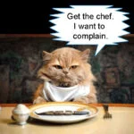 cat complains