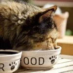 cat food water