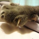 cat claw