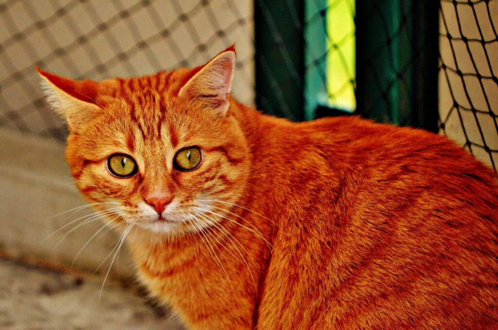 Orange Cats Fur