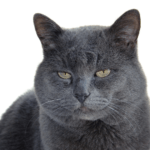 Older Cat