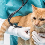 Old Cat at the Vet