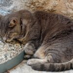 sleeping cat