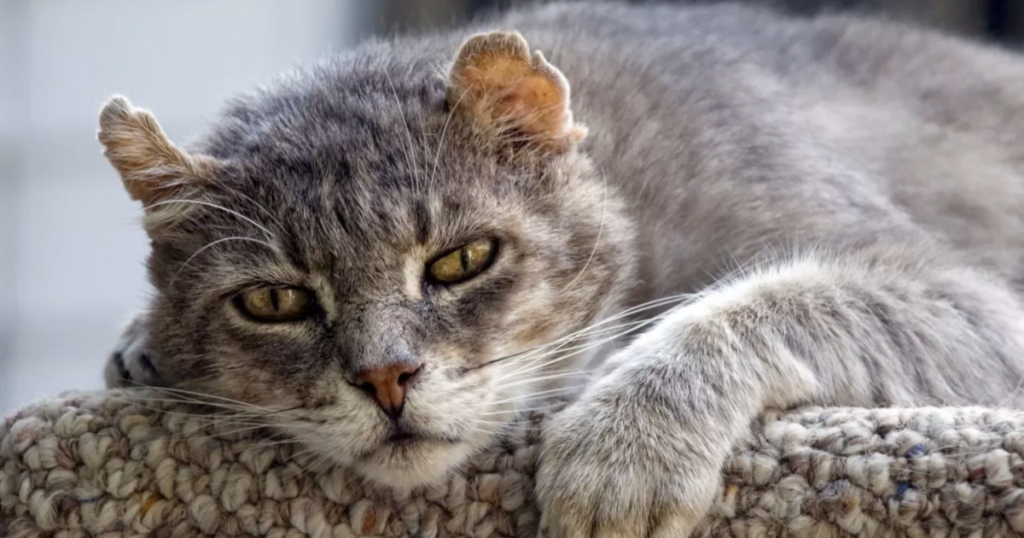 senior cat