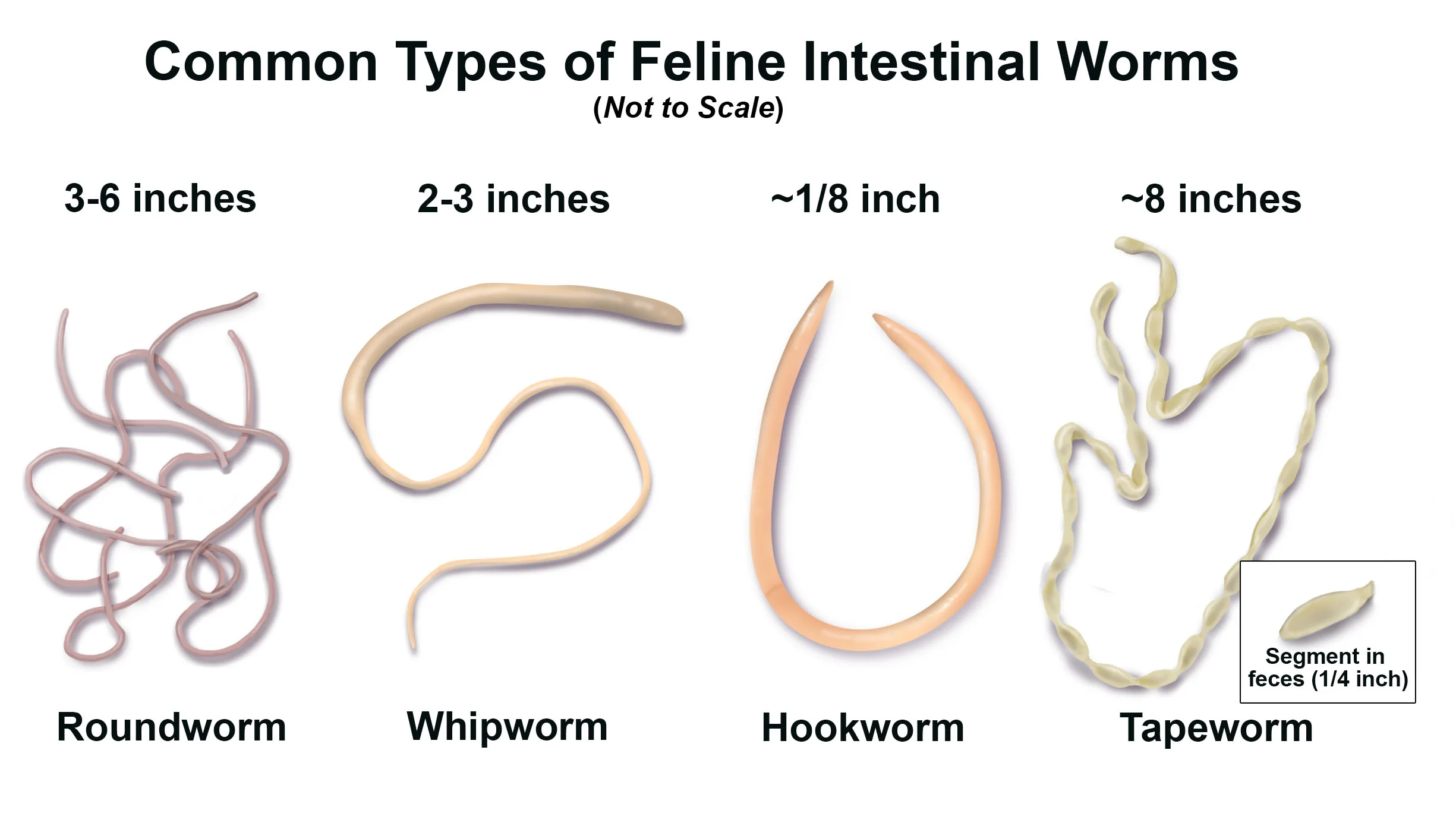 Feline Intestinal Worms and Fleas