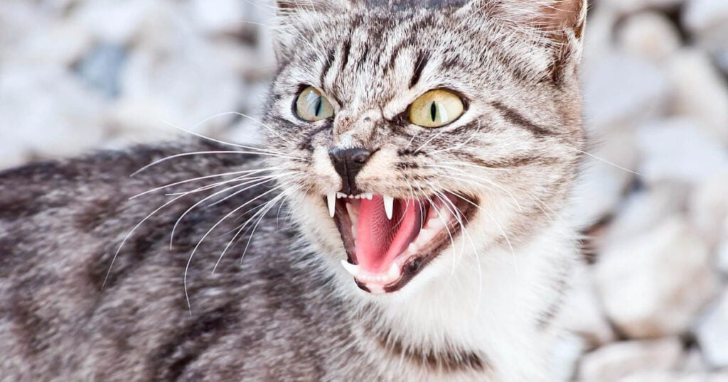 Cat Aggression
