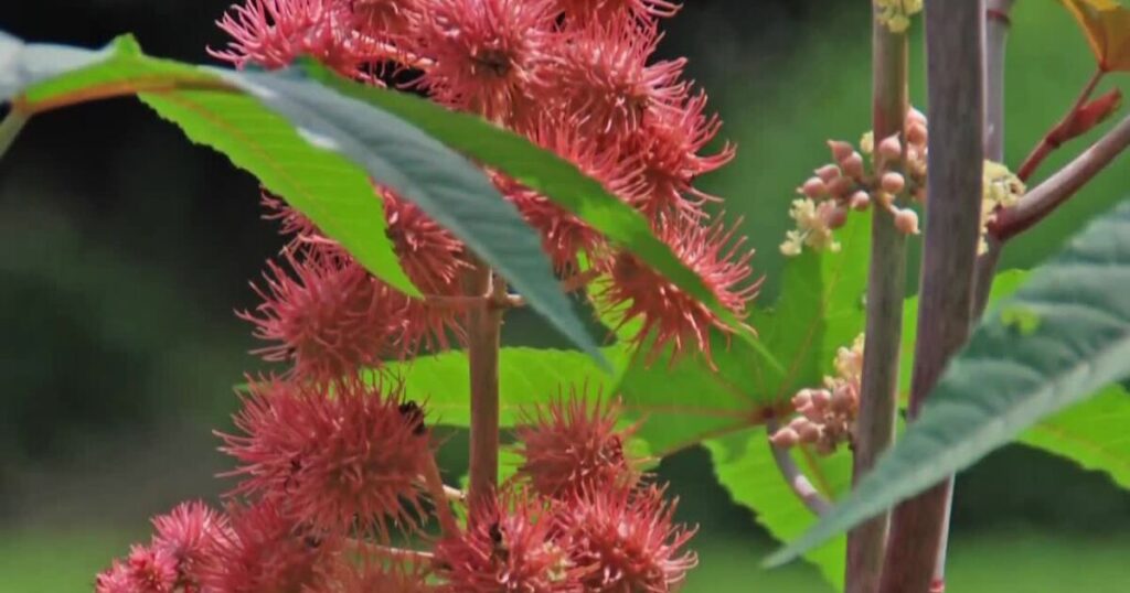 20 Plants Poisonous to Cats