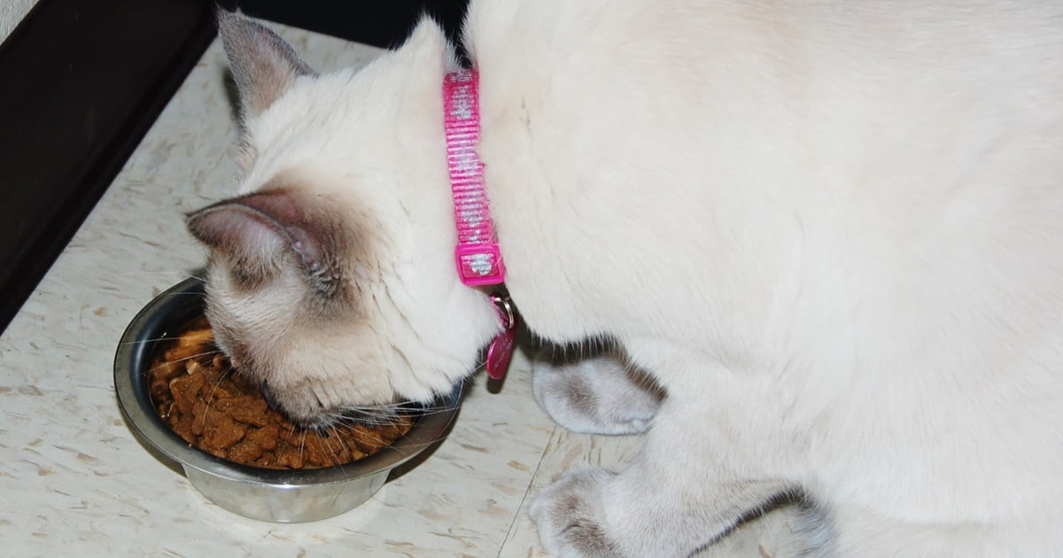 Cat Feeding