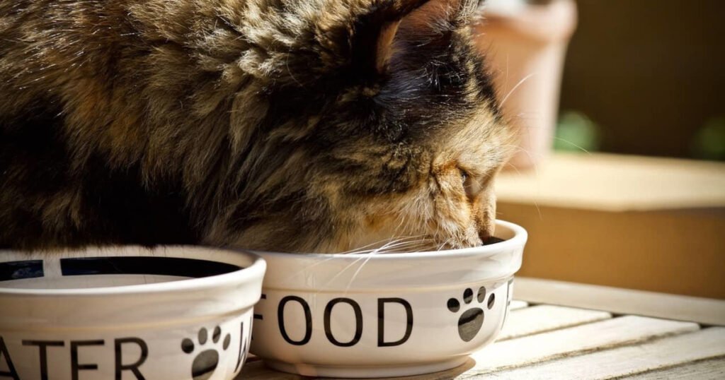 Homemade Organic Cat Food