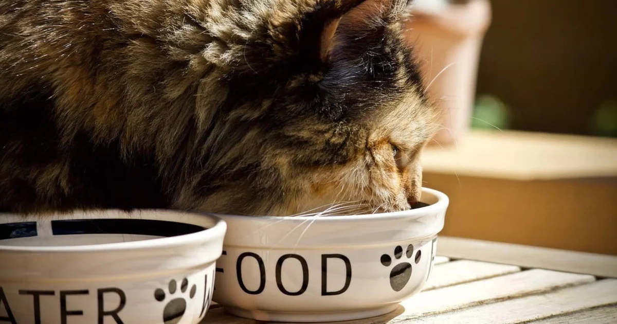 eating cat
