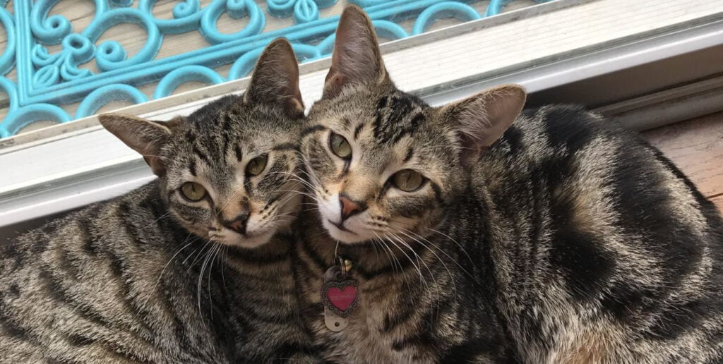 Finding a Lost Cat