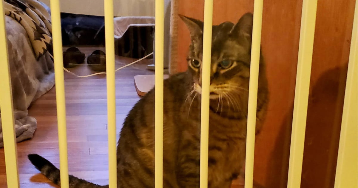 quarantine my cat