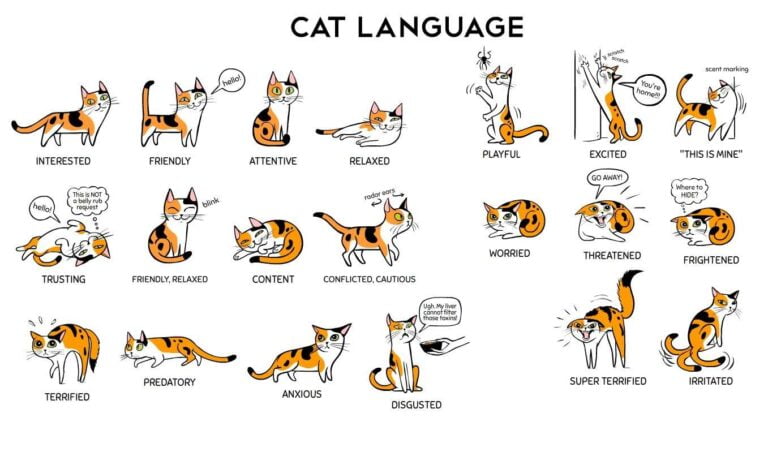 Language Chat Understanding Cat Language - Our Continental Cat