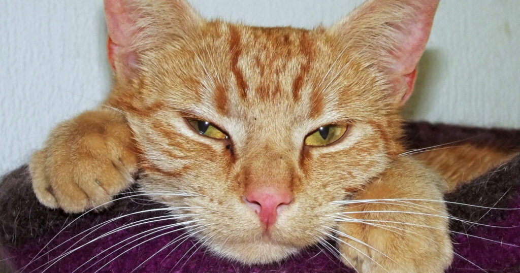 5 Truly Solutions for a bored or depressed cat