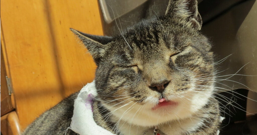 Body Language of a Cat in Pain