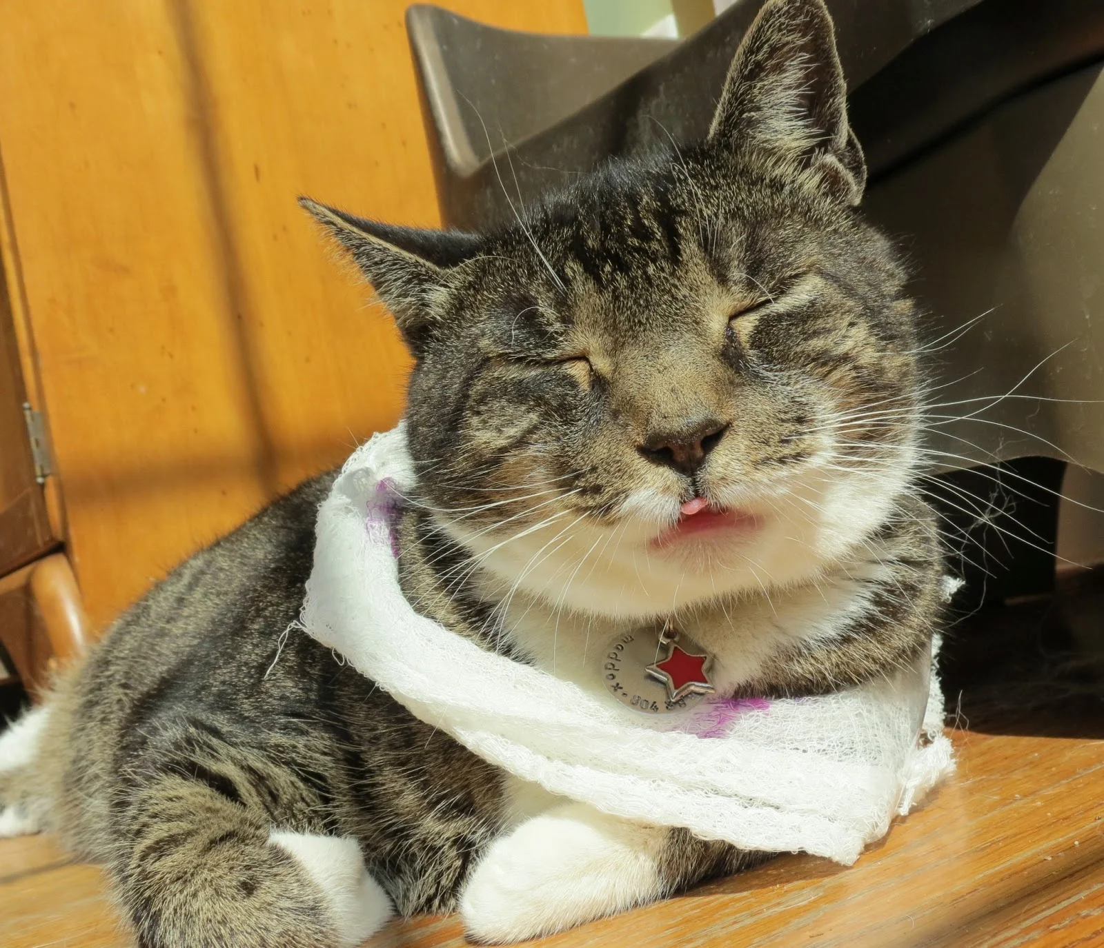 Body language of a cat in pain