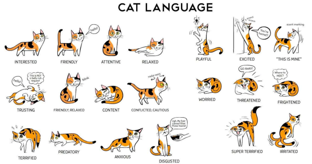 Understanding Cat Language