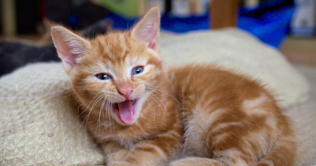 Genuine Kitten Body Language