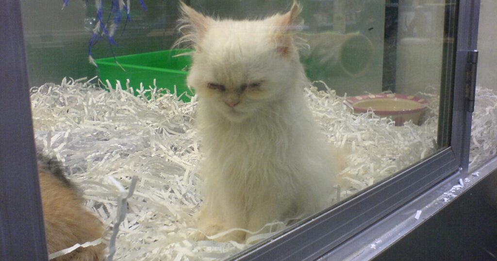 Exquisite – How do I know my Cat is Unhappy