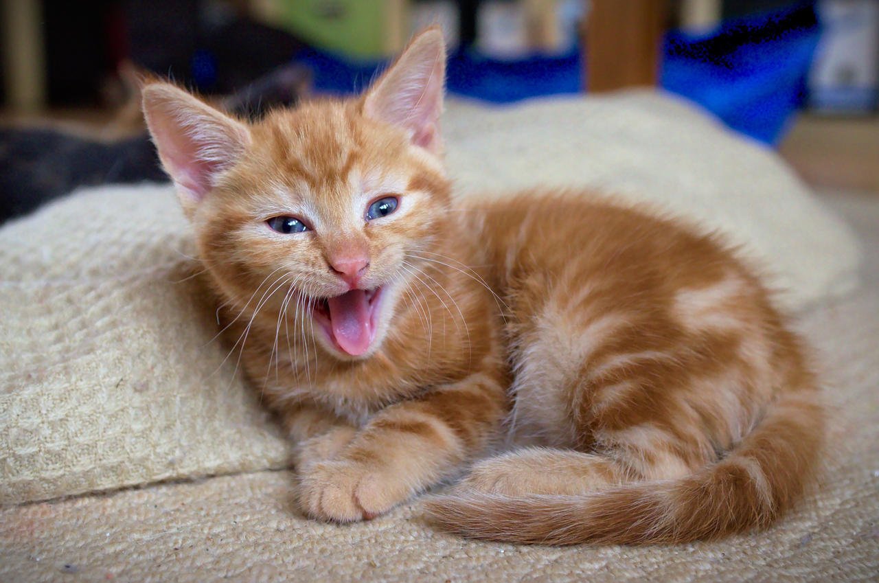Kitten body language