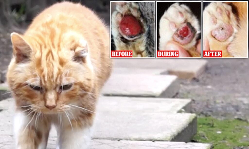 Cancers in cats