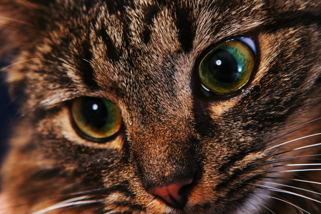 cat head close up