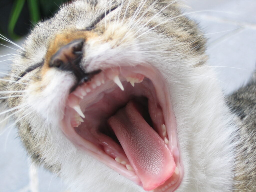 cat yawning