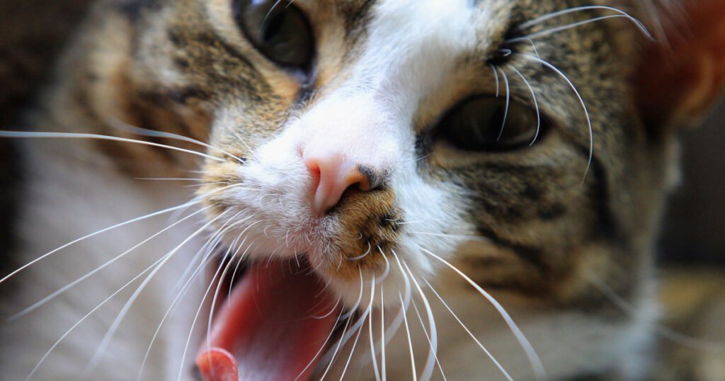 Cat Personalities