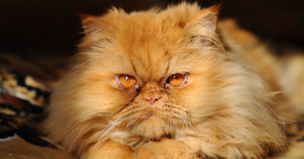 Diabetes in Cats