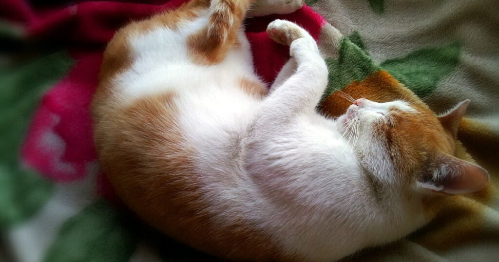 How can I tell from a sleeping cat that it is healthy