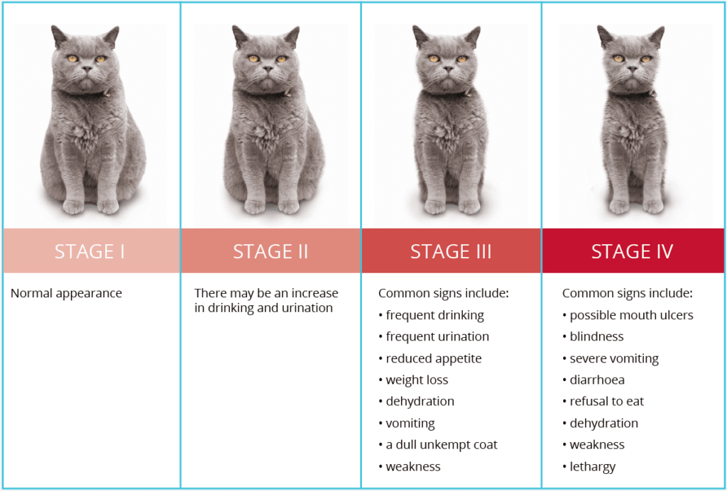 Cat Kidney Disease