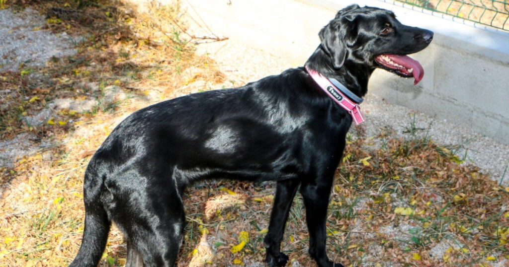 Little Black Dog Guernsey Rescue and Adoption