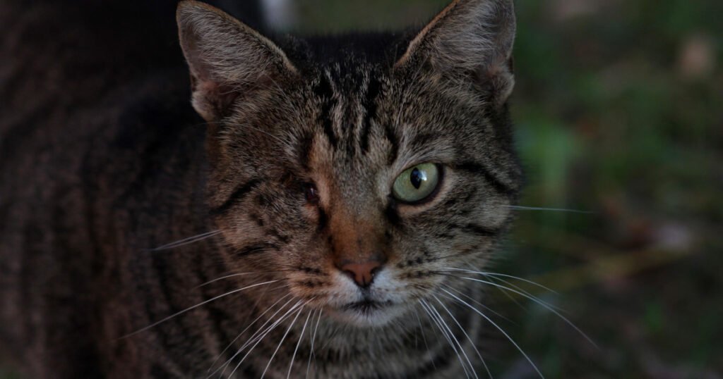 Living with a blind cat