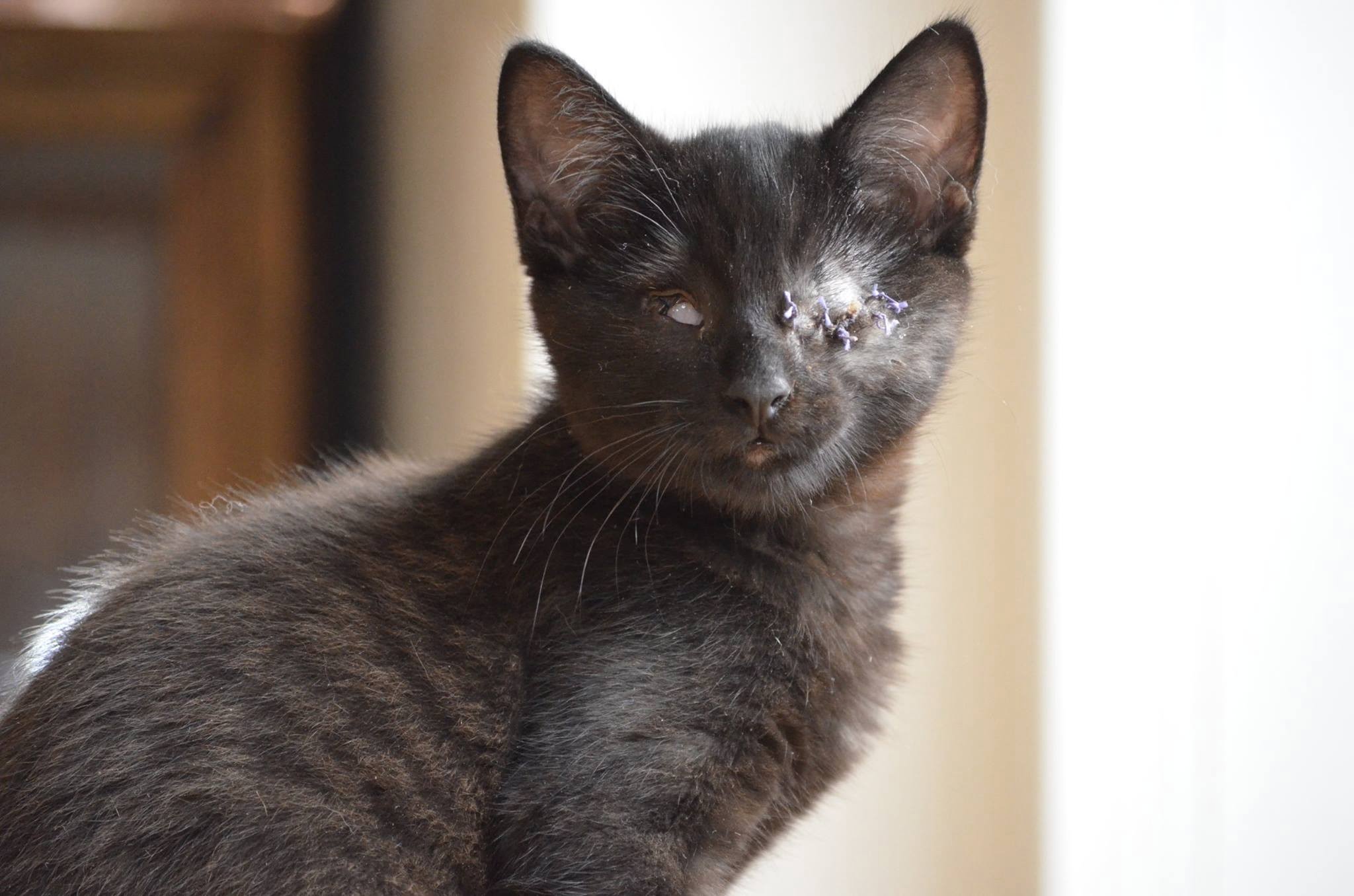 Living with a blind cat