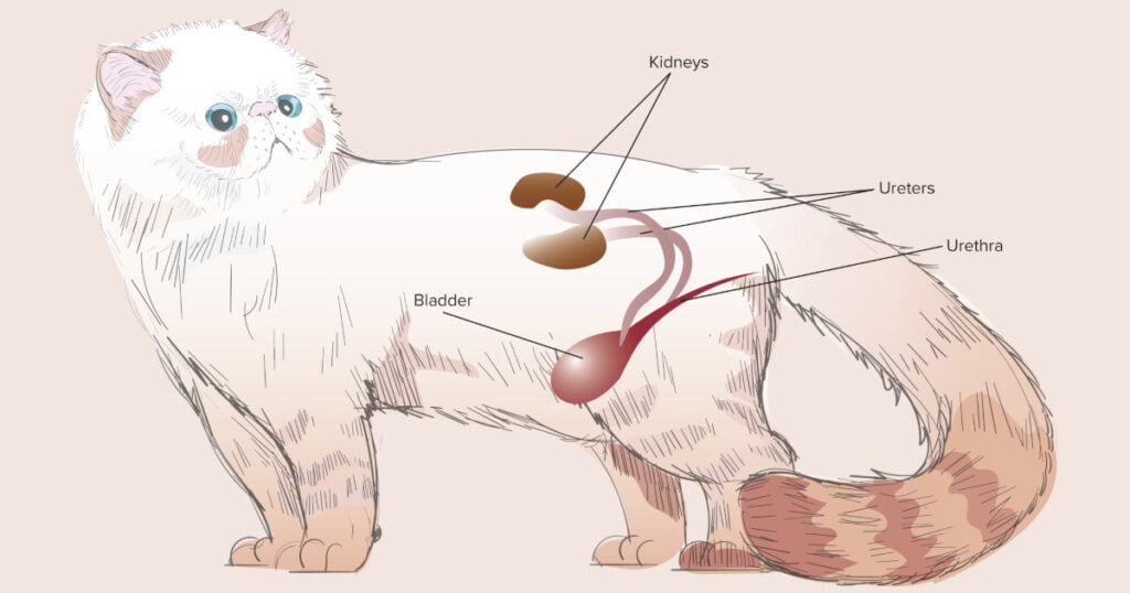 Cat Kidney Disease