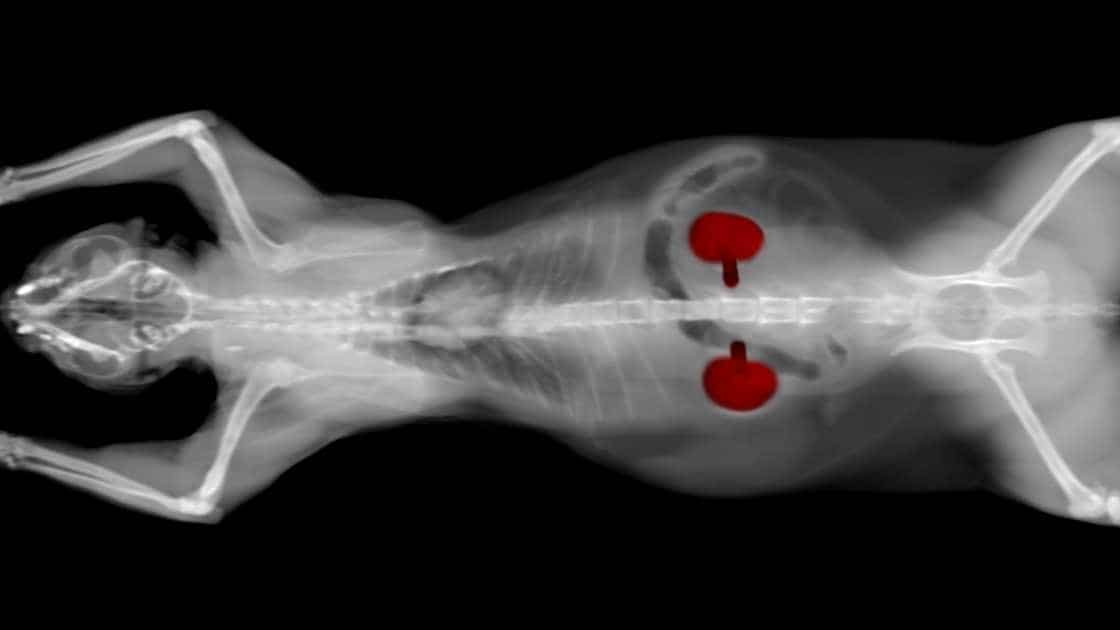 Cat Kidney Disease