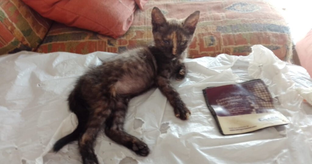 The Tiny Kitten Dumped in the Rubbish Bin