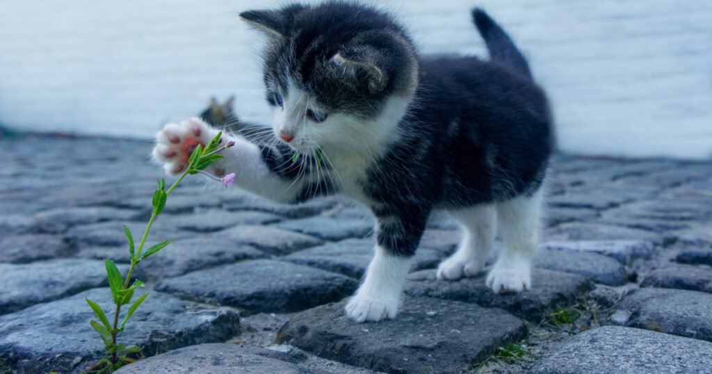 Cat Senses