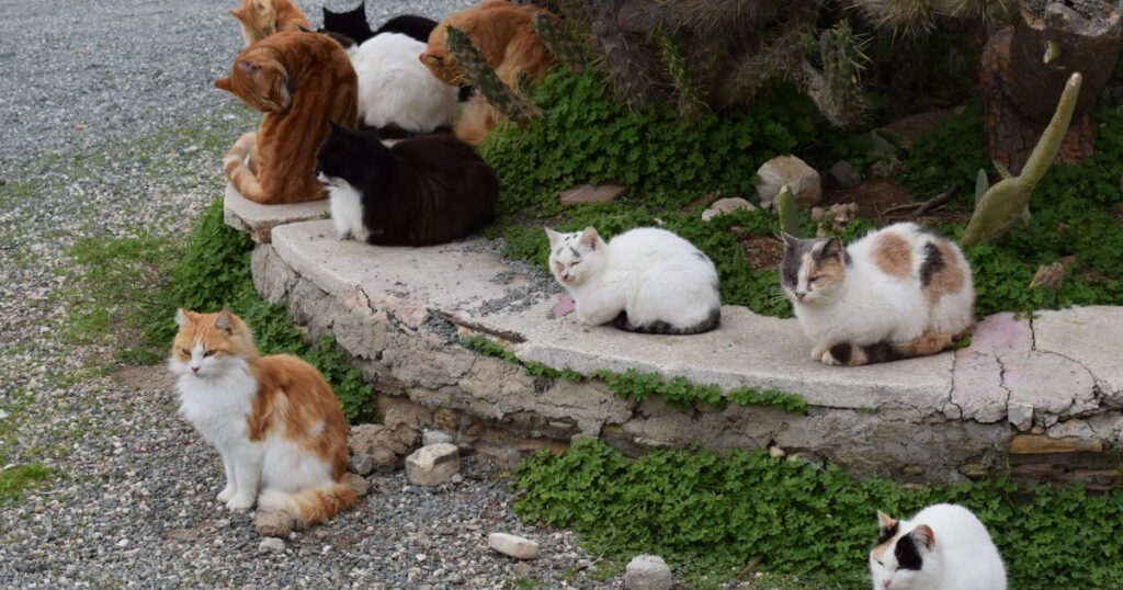 Feral Cat Colony