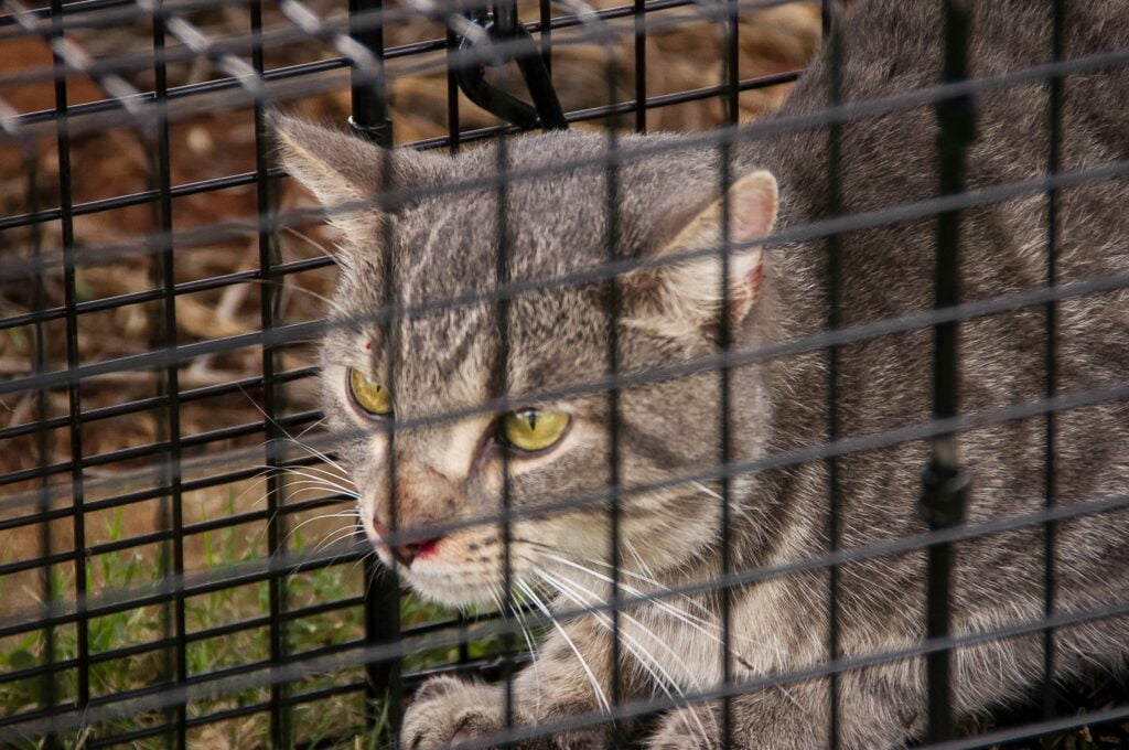 Catch Feral Cats