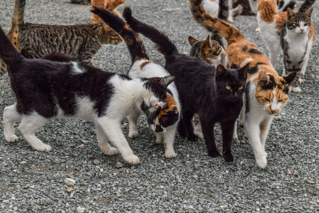 feral cat colony